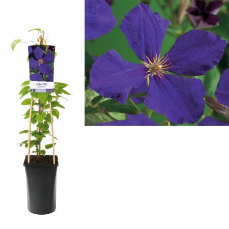 Bosrank - Clematis 'Jackmanii'