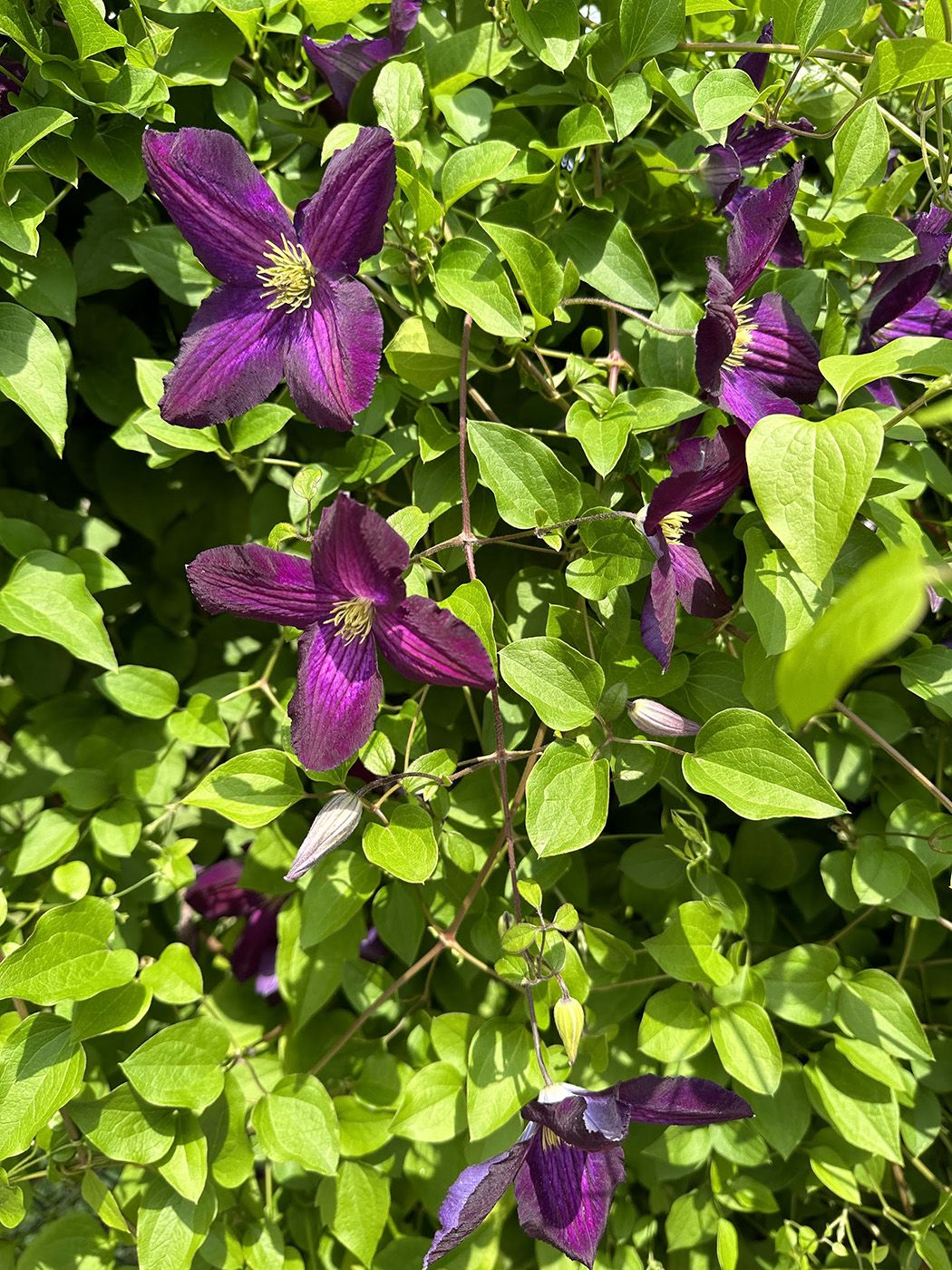 Klimplant Bosrank - Clematis 'Etoile Violette'