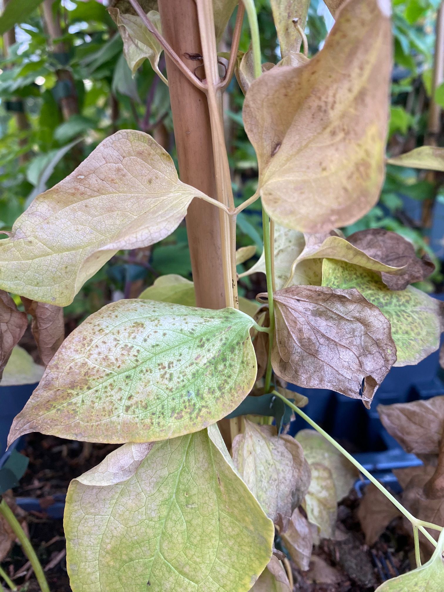 Clematis mandshurica blad in oktober