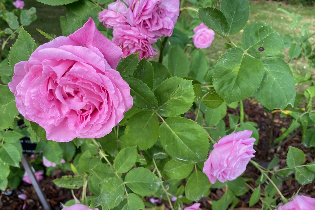 Bourbonroos - Rosa 'Reine Victoria'