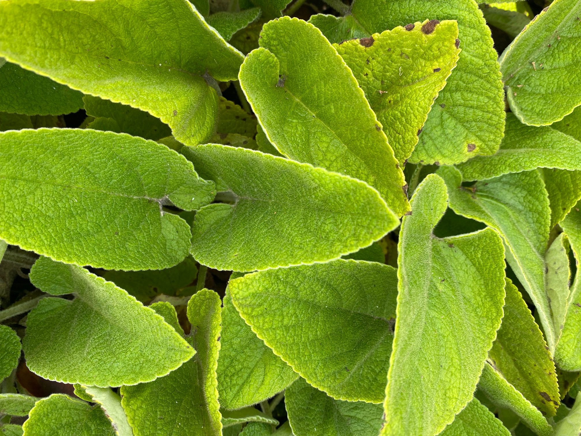 Brandkruid - Phlomis russeliana - blad