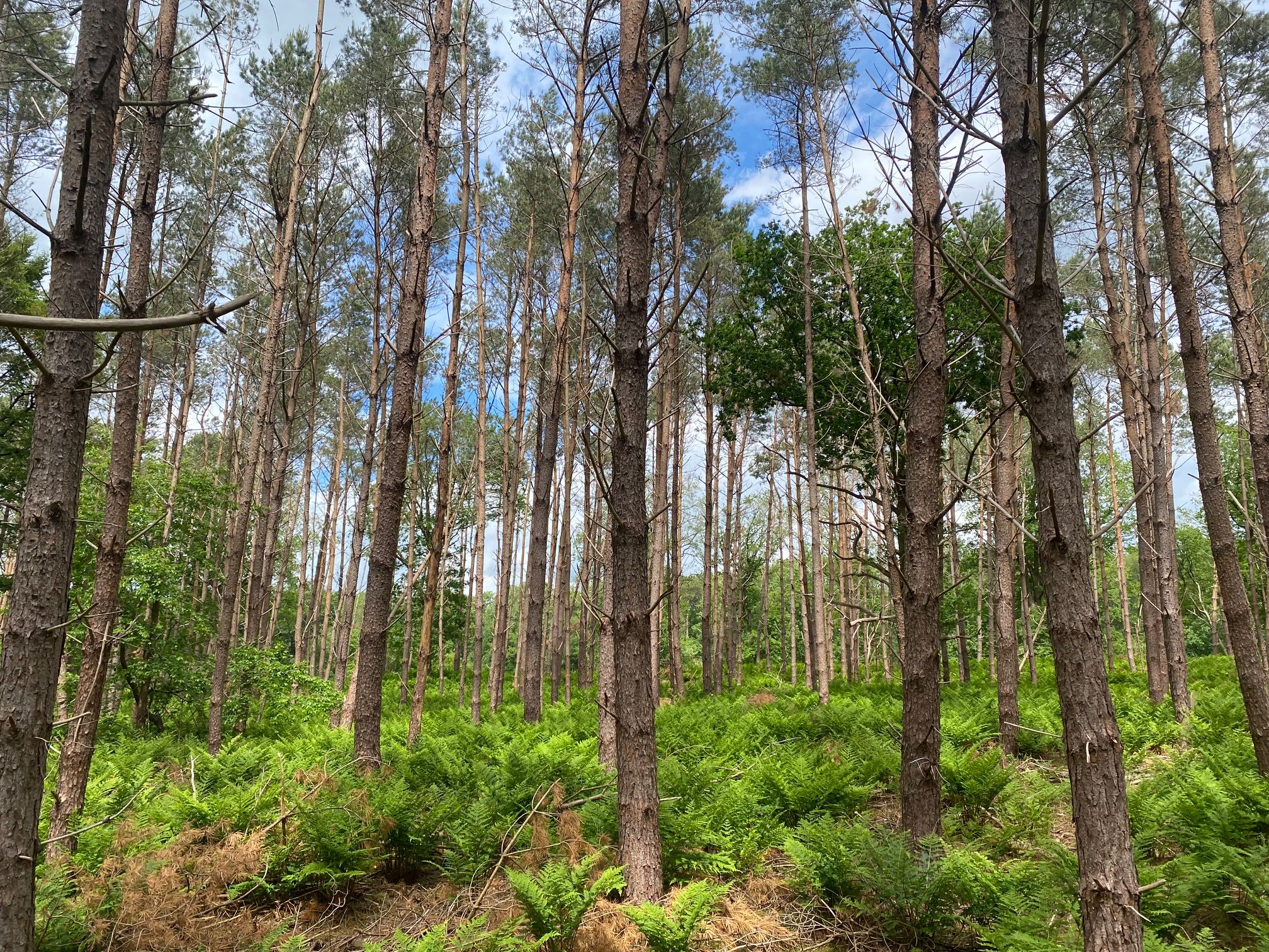 Brede-Stekelvaren-Dryopteris-dilatata.jpg