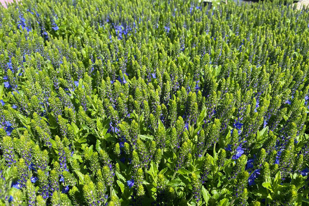 Brede ereprijs - Veronica austriaca 'Venice Blue'