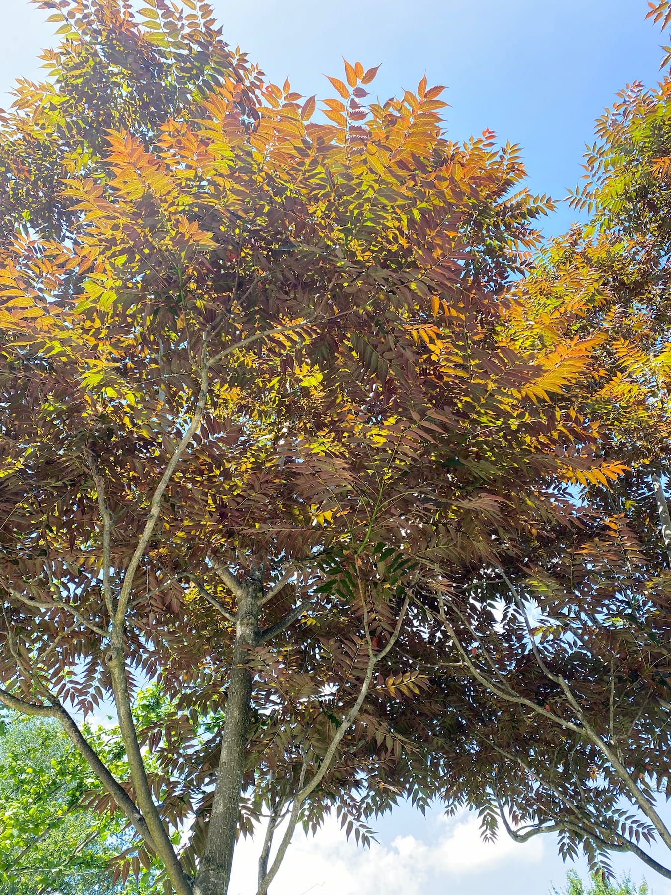 Kroon Bruinbladige hemelboom - Ailanthus altissima