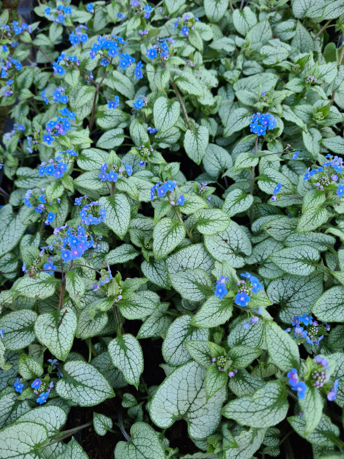 Biologisch Kaukasisch vergeet-mij-nietje - Brunnera macrophylla