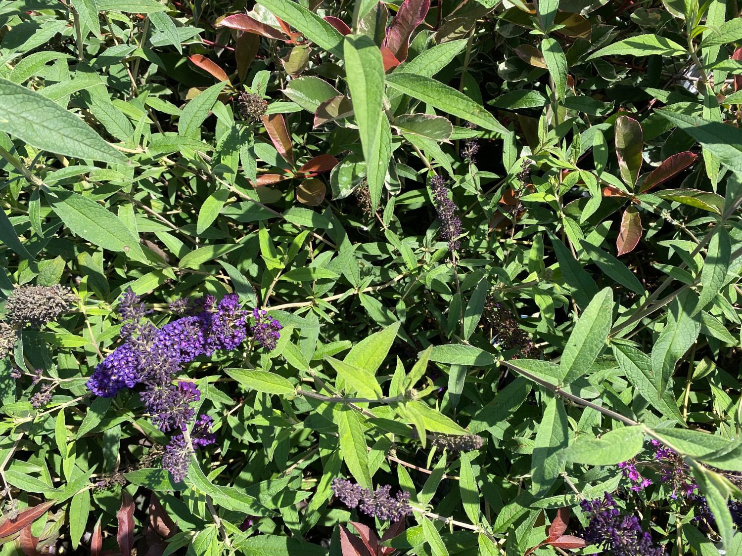 Schmetterlingsstrauch - Buddleja davidii 'Black Knight' in Blüte