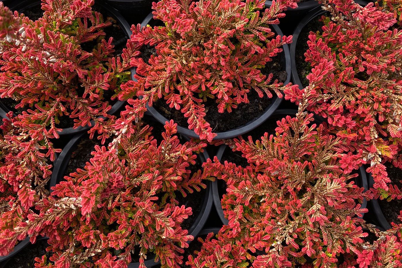 Calluna vulgaris 'Boskoop' im März