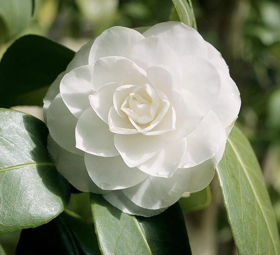 Camelia - Camellia japonica 'Snow White' 