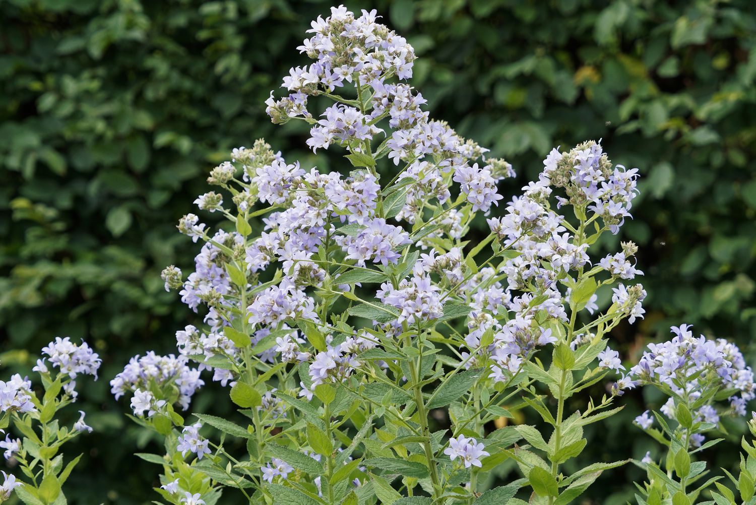 Celtisbladklokje - Campanula lactiflora