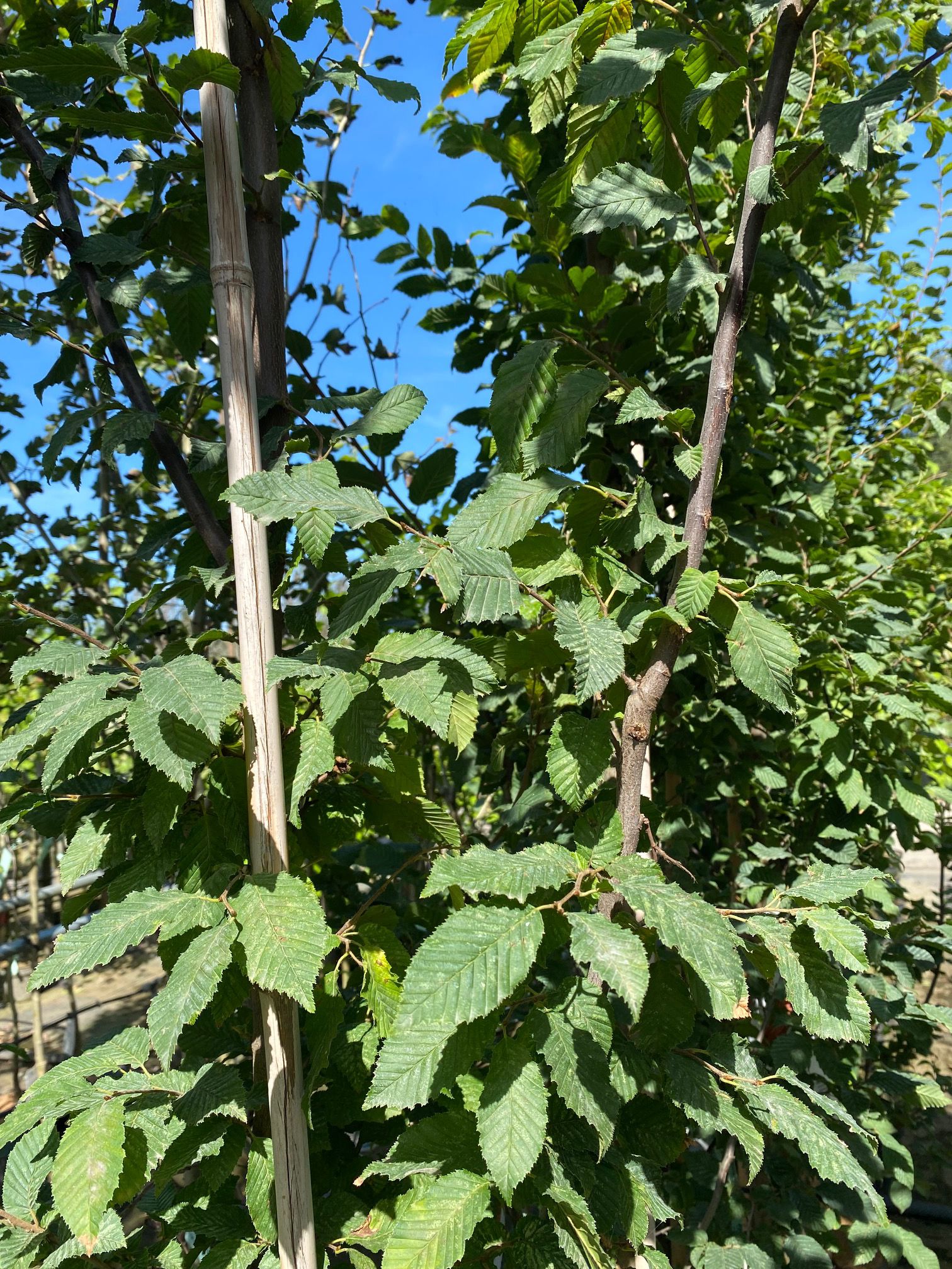 Carpinus betulus 'Orange Retz'