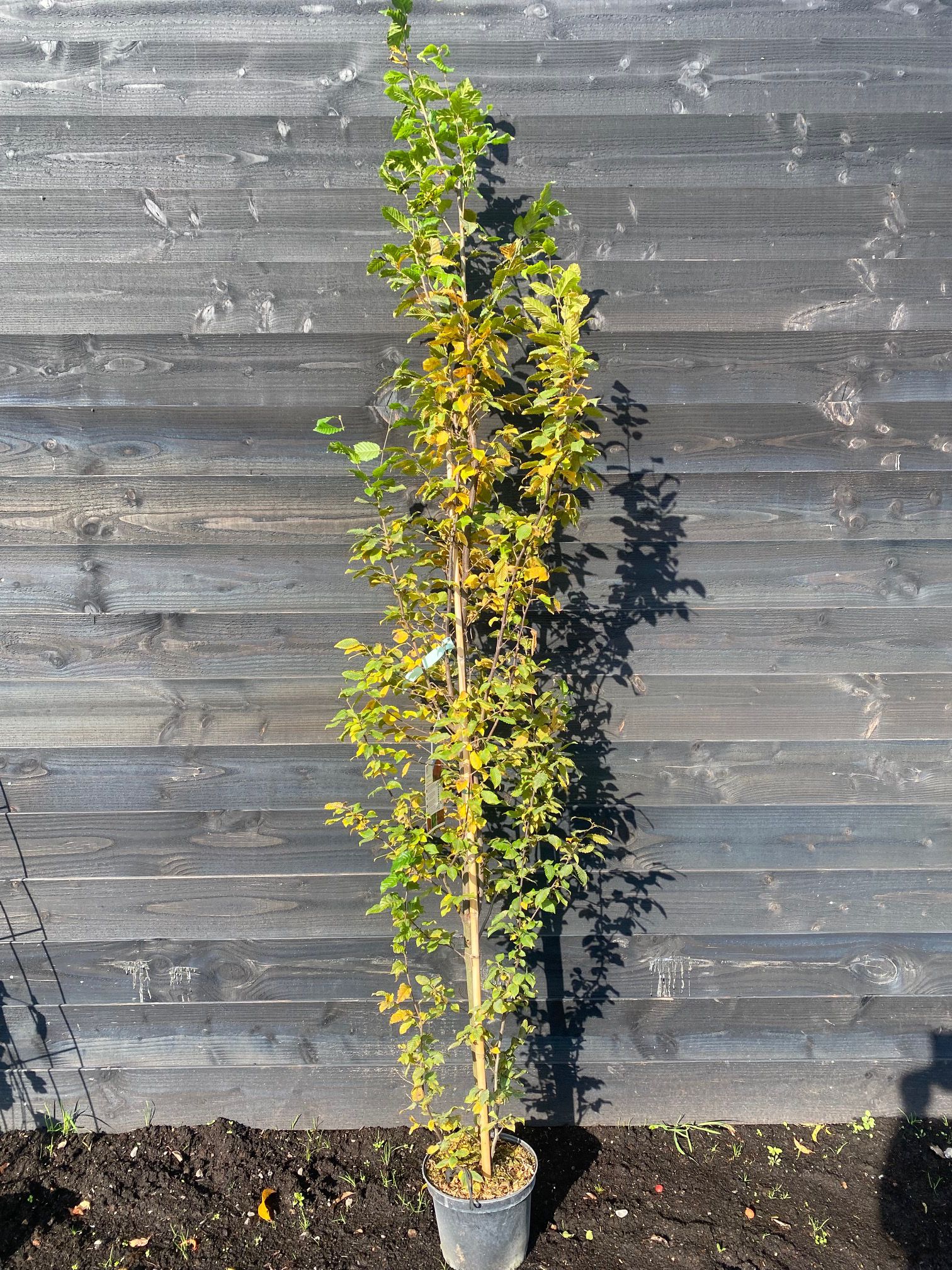 Carpinus betulus 'Orange Retz' (foto oktober)