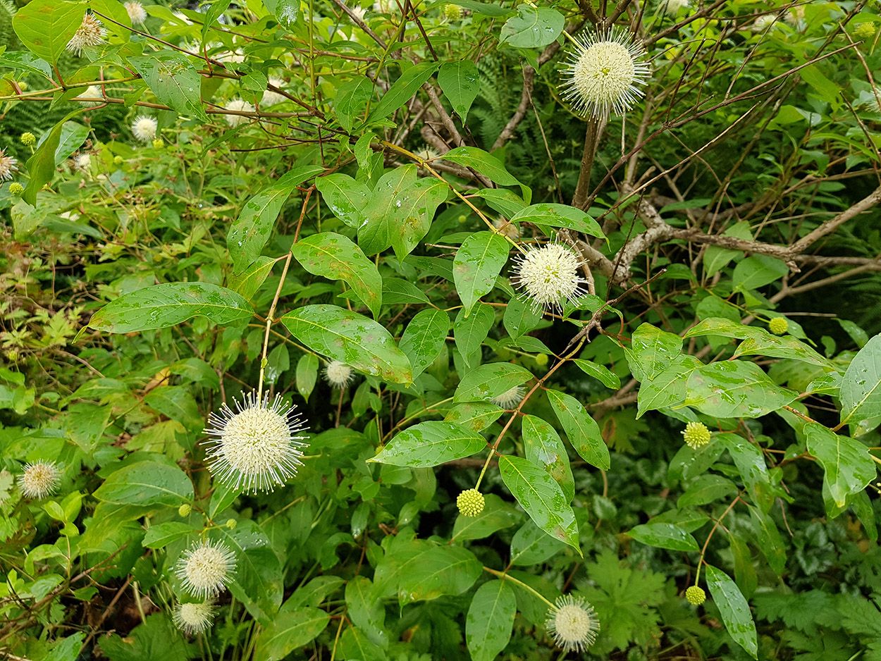 Heester Kogelbloem - Cephalanthus occidentalis