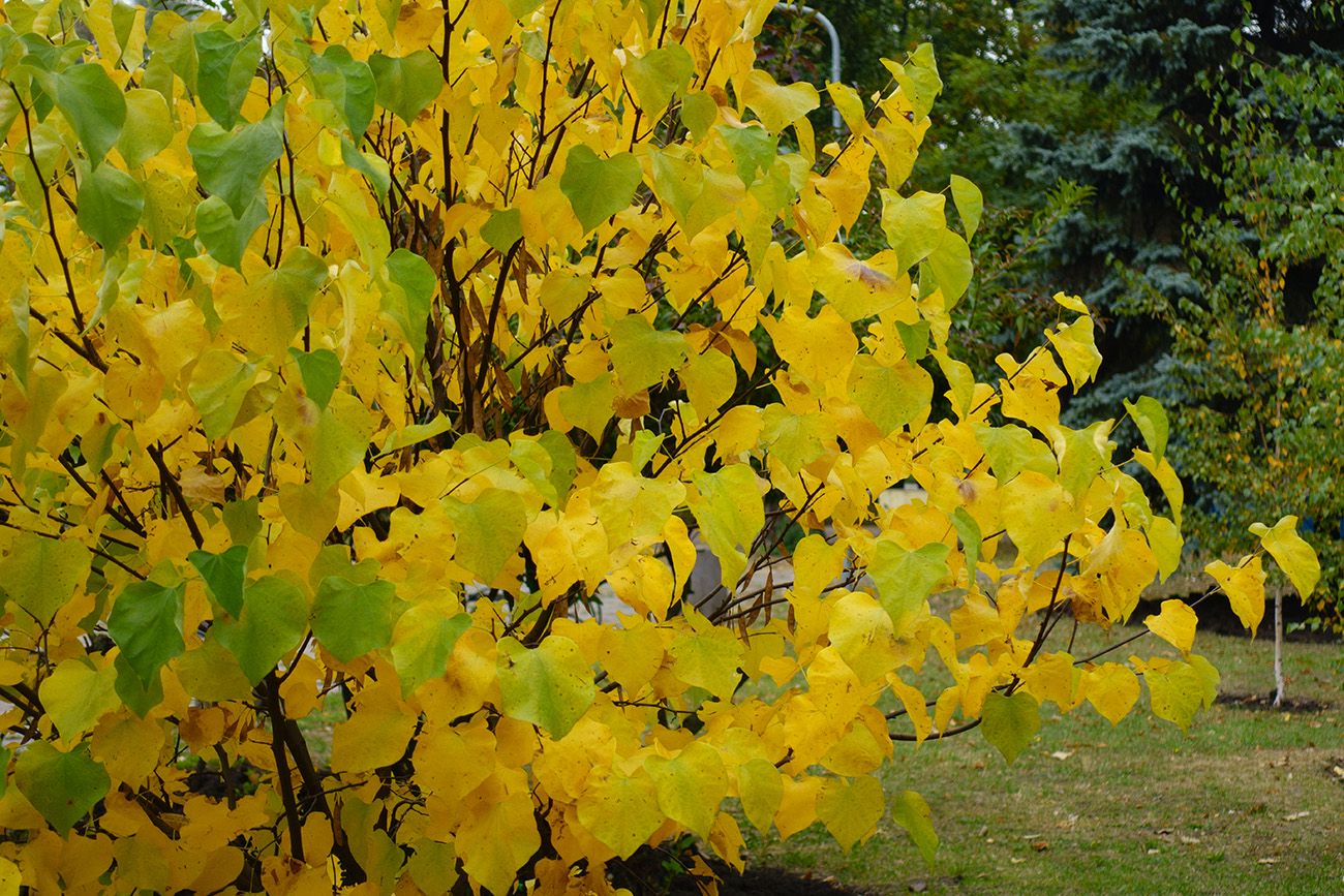 Cercis canadensis 'Golden Falls' in oktober