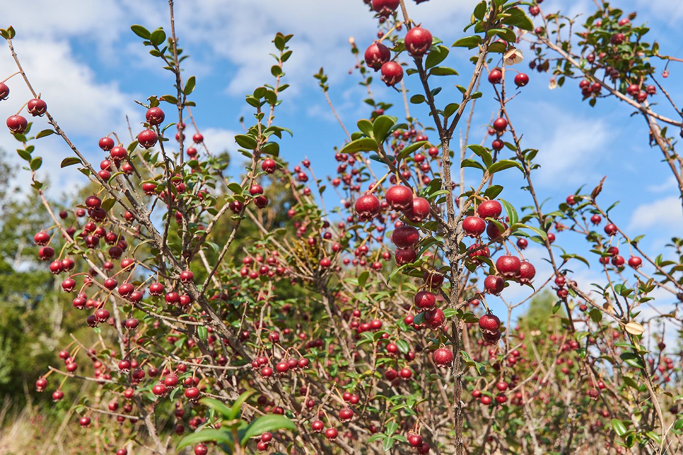 Heester Chileense guave - Ugni molinae