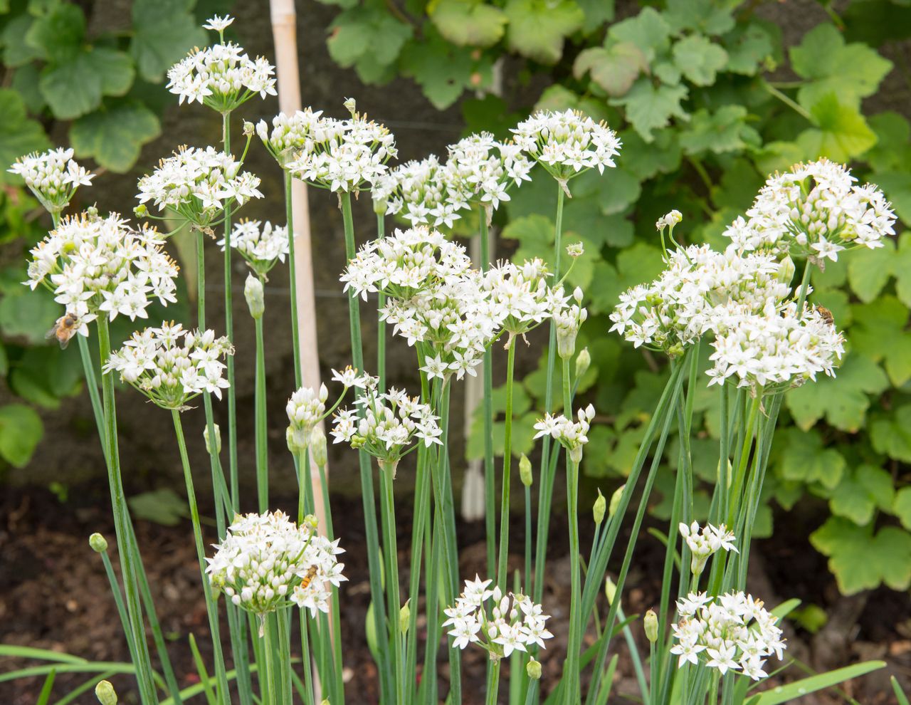 Chinese bieslook - Allium tuberosum_Easy-Resize.com.jpg