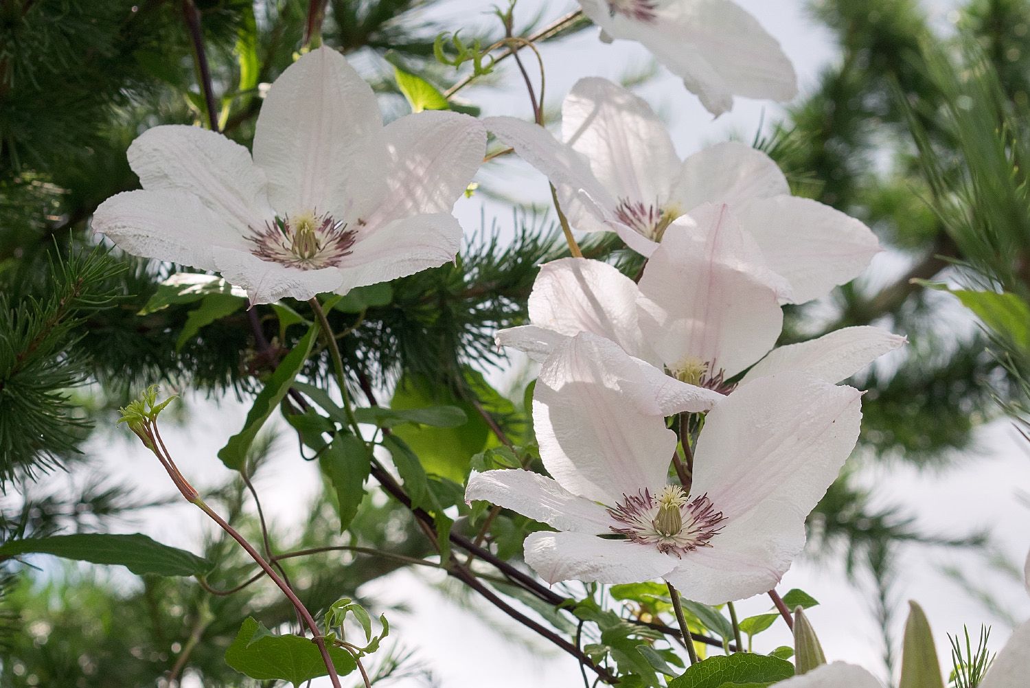 Clematis 'Jan Pawel II'