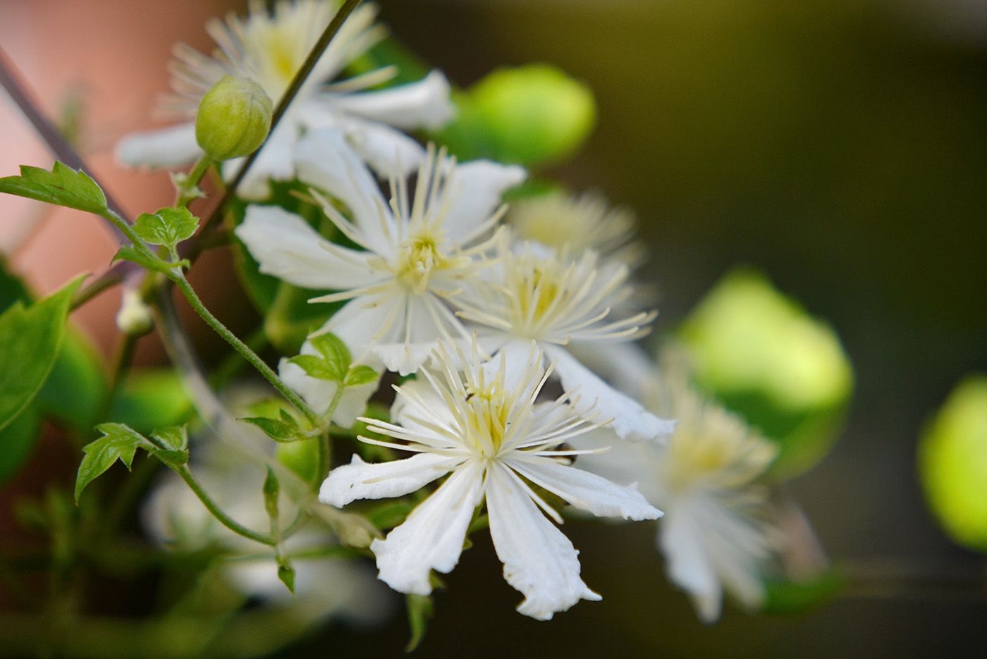 Clematis 'Paul Farges'