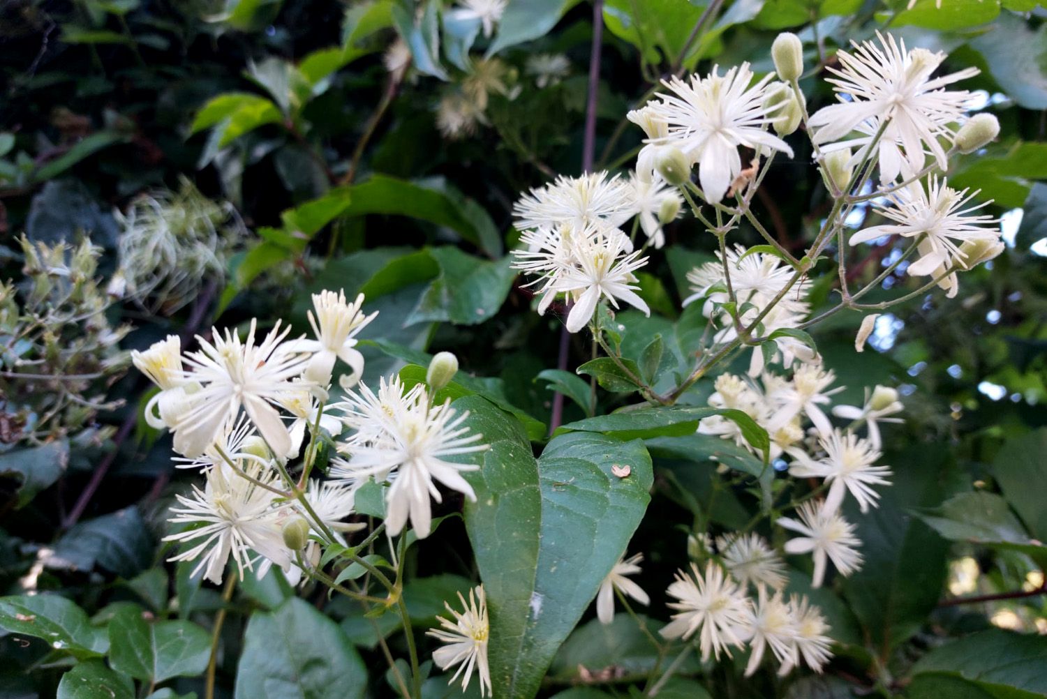 Kletterpflanze Waldrebe - Clematis Vitalba in Blüte