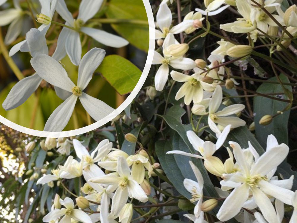Clematis armandii 'Snowdrift' - Geurende bloemen