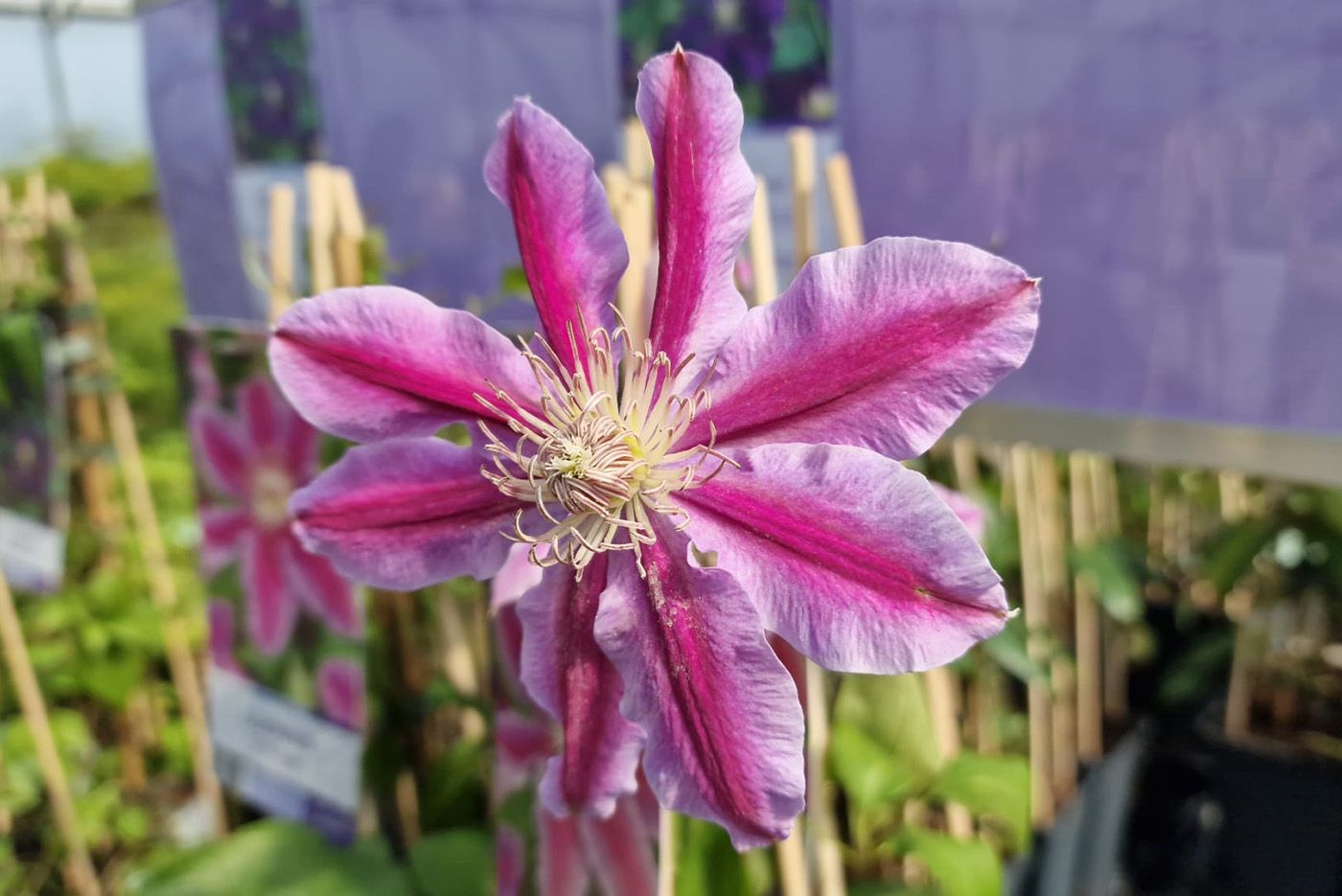 Grootbloemige Bosrank Clematis 'Dr Ruppel'