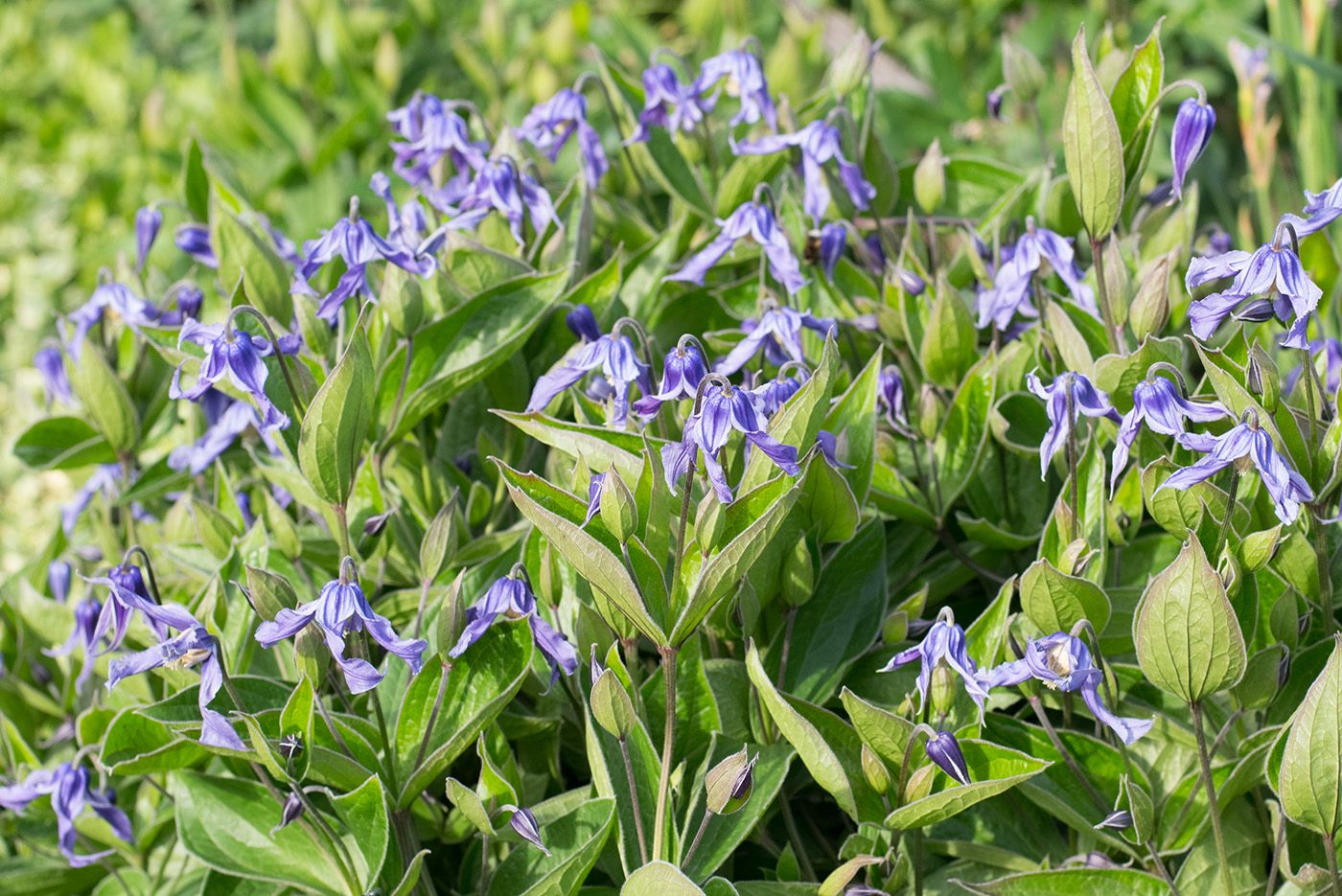 Clematis integrifolia