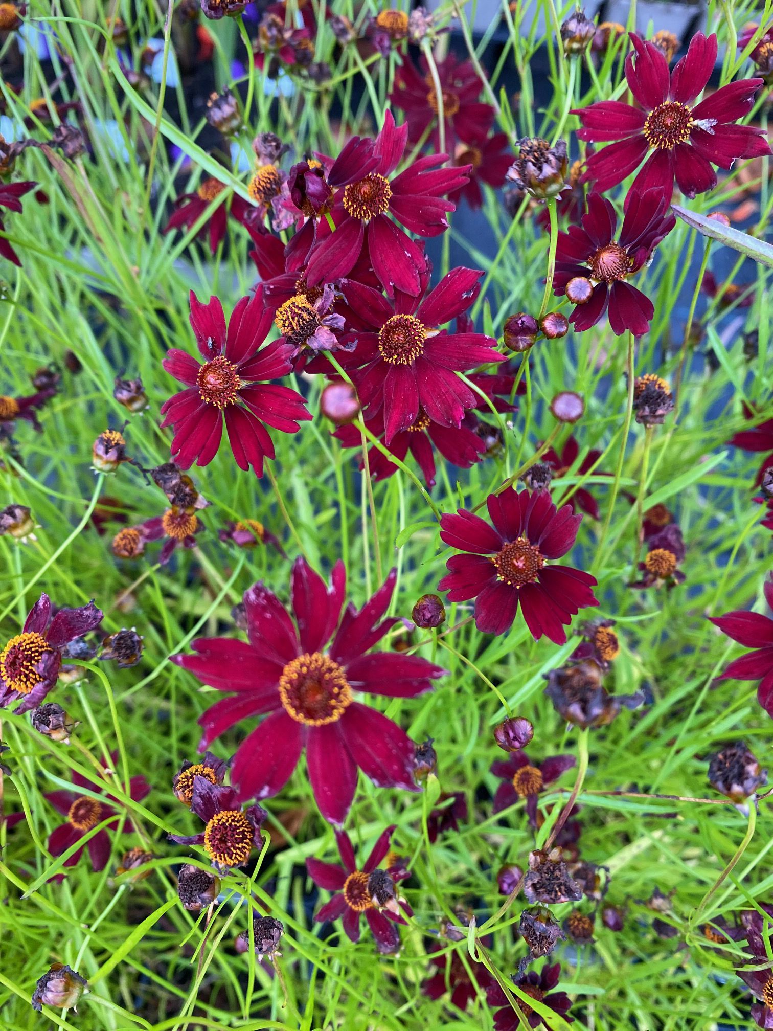 Coreopsis verticillata 'Ruby Red' in bloei