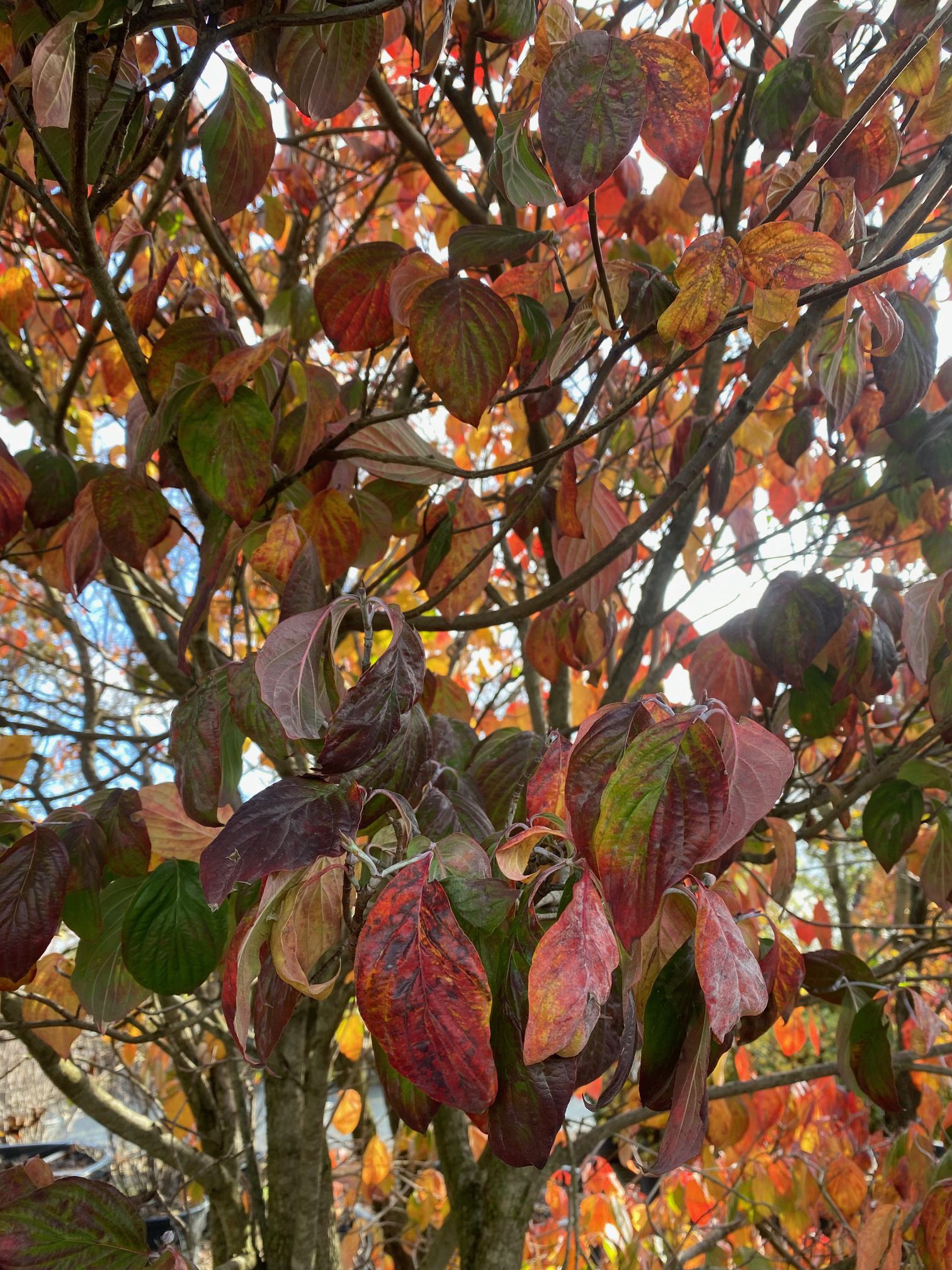 Veelbloemige Kornoelje - Cornus florida 'Clear Moon' in oktober