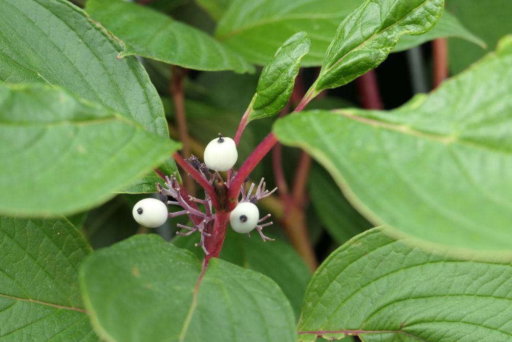 Cornus alba 'Sibirica'.jpg