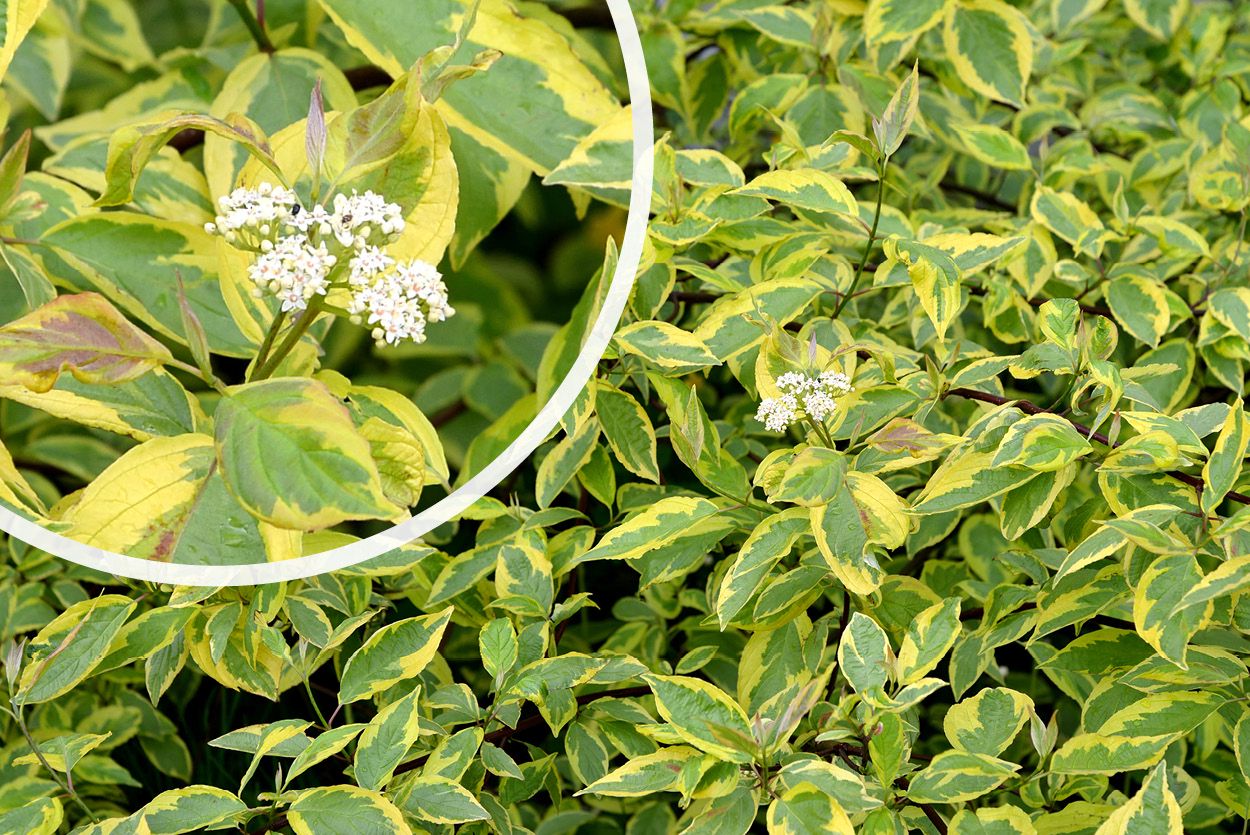 Witte kornoelje - Cornus alba 'Gouchaultii'