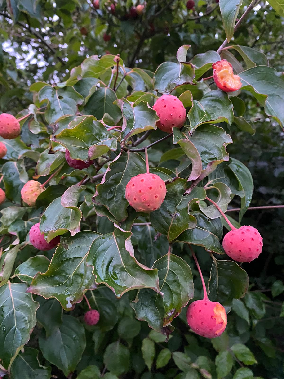 Cornus kousa 'Satomi' rosa Frucht Hartriegel - Ende September