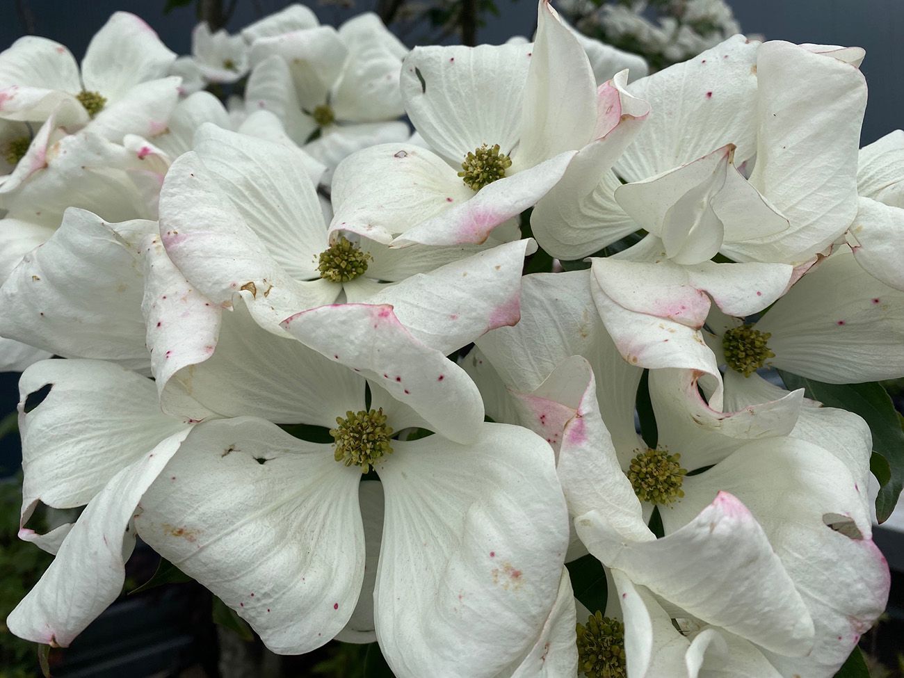 Bloei Japanse grootbloemige kornoelje - Cornus kousa 'Venus'