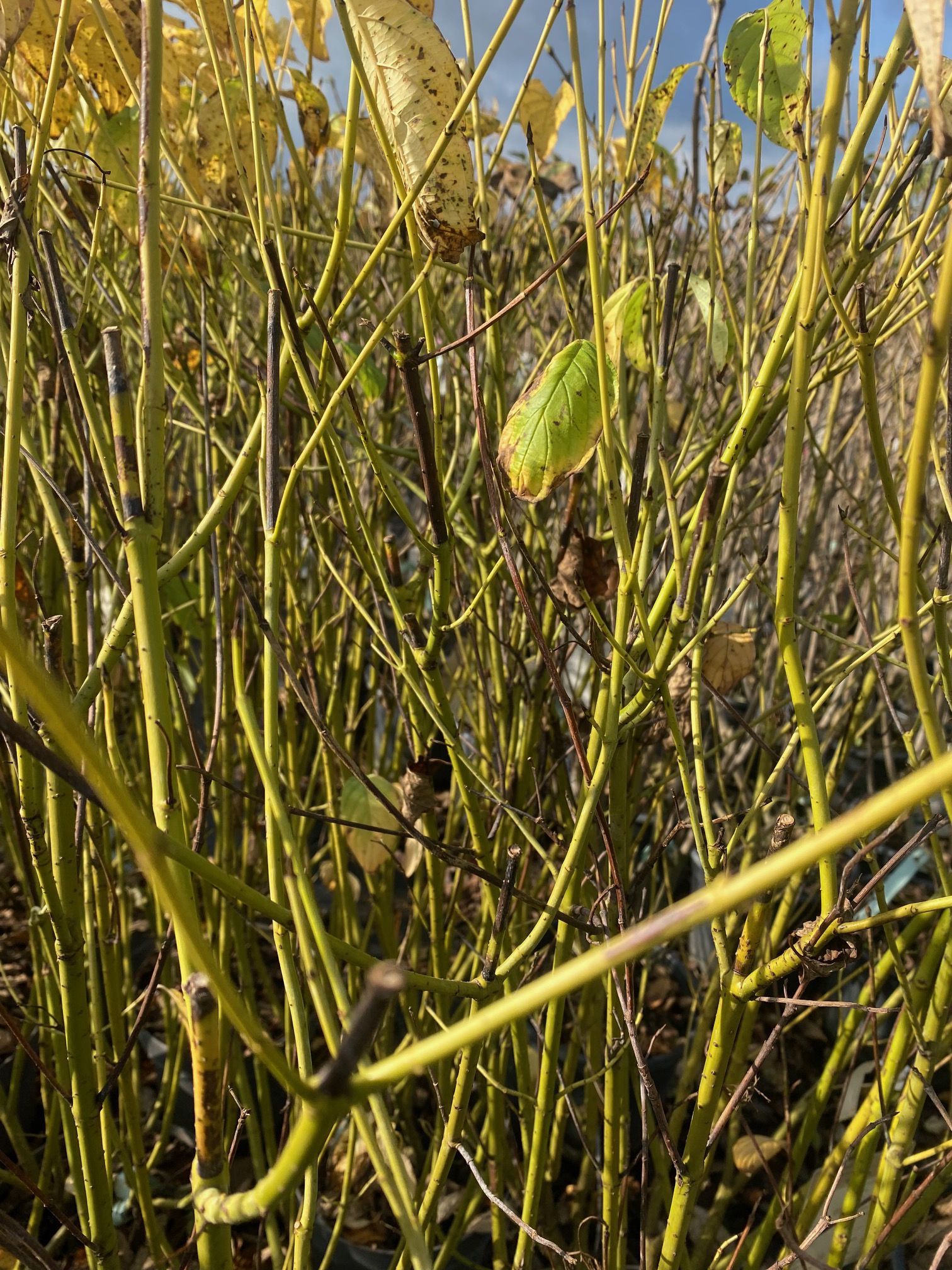Cornus stolonifera 'Flaviramea' - foto oktober