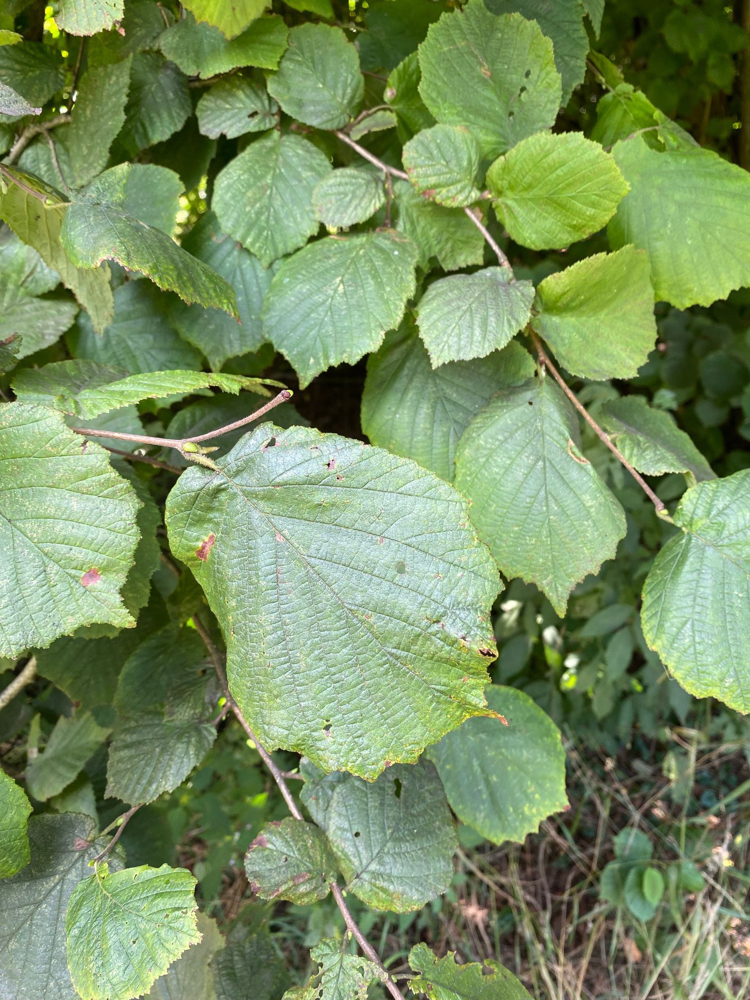 Blatt Gemeine Hasel - Corylus avellana