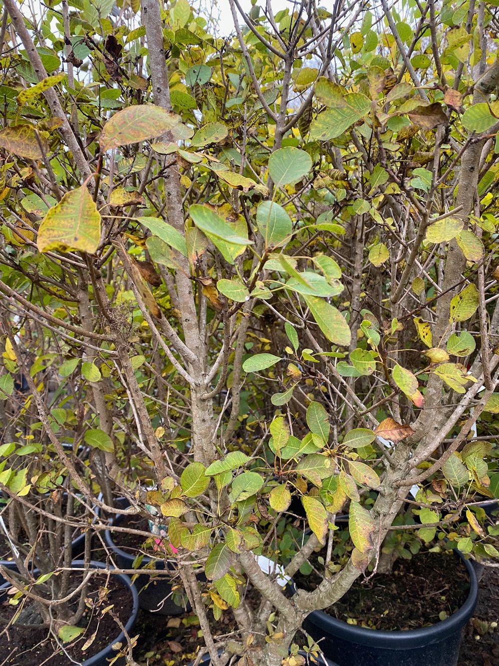 Perückenbaum - Cotinus coggygria 'Young Lady' (Foto November)