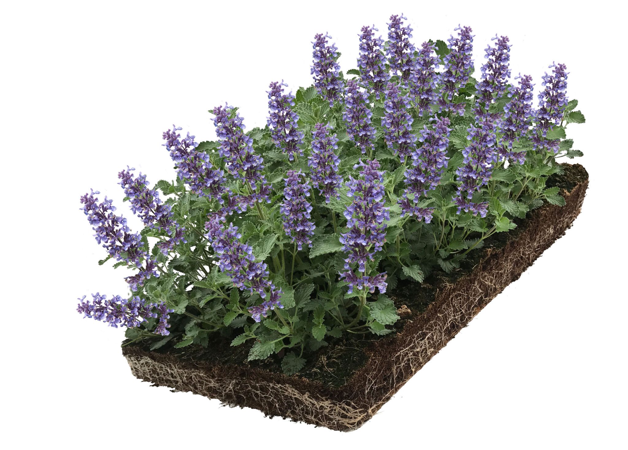 blauwpaars bloeide kant en klare plantenmatten bodembedekkers