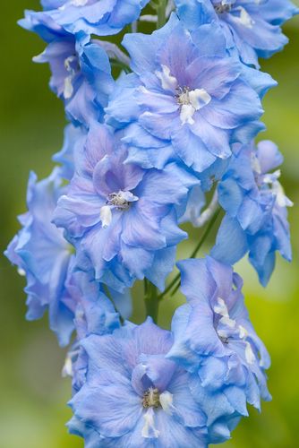 Delphinum Summer skies - Ridderspoor in bloei.jpg