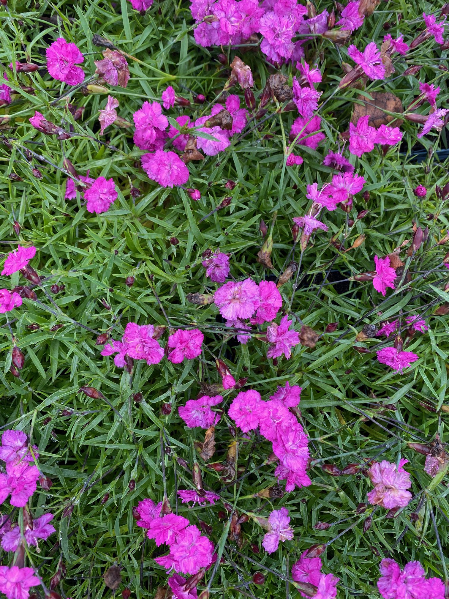 Dianthus caryophyllus 'Pink Pom Pom' (foto oktober)