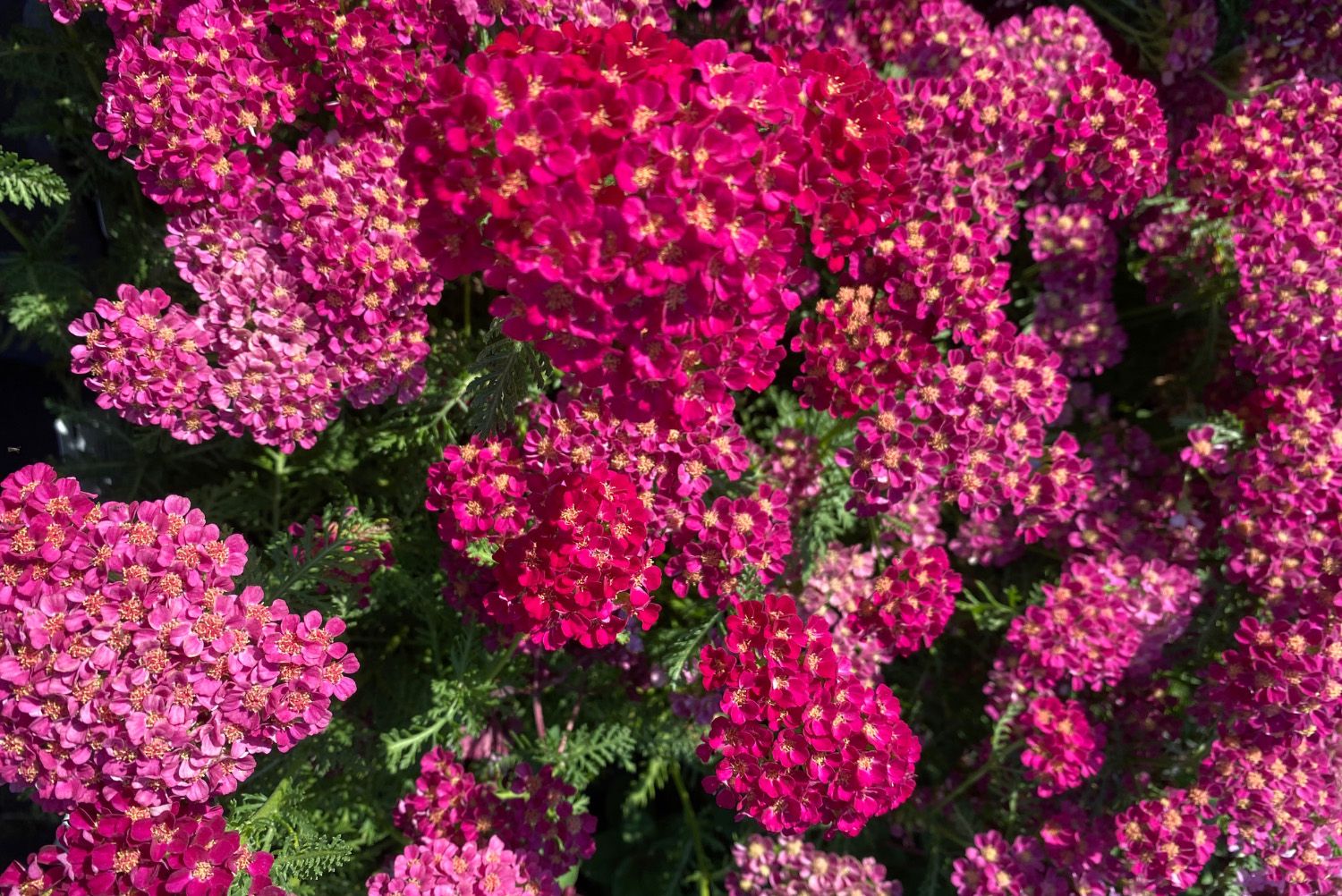 Duizendblad - Achillea millefolium 'Pomegranate'