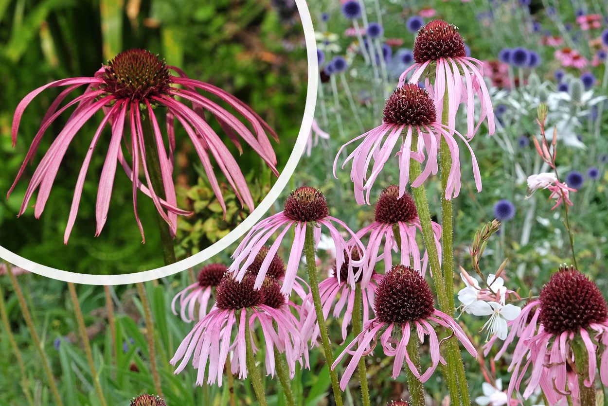 Egelzonnehoed - Echinacea pallida in bloei