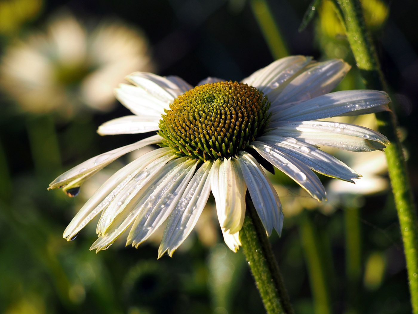 Echinacea-purpurea-Virgin.jpeg