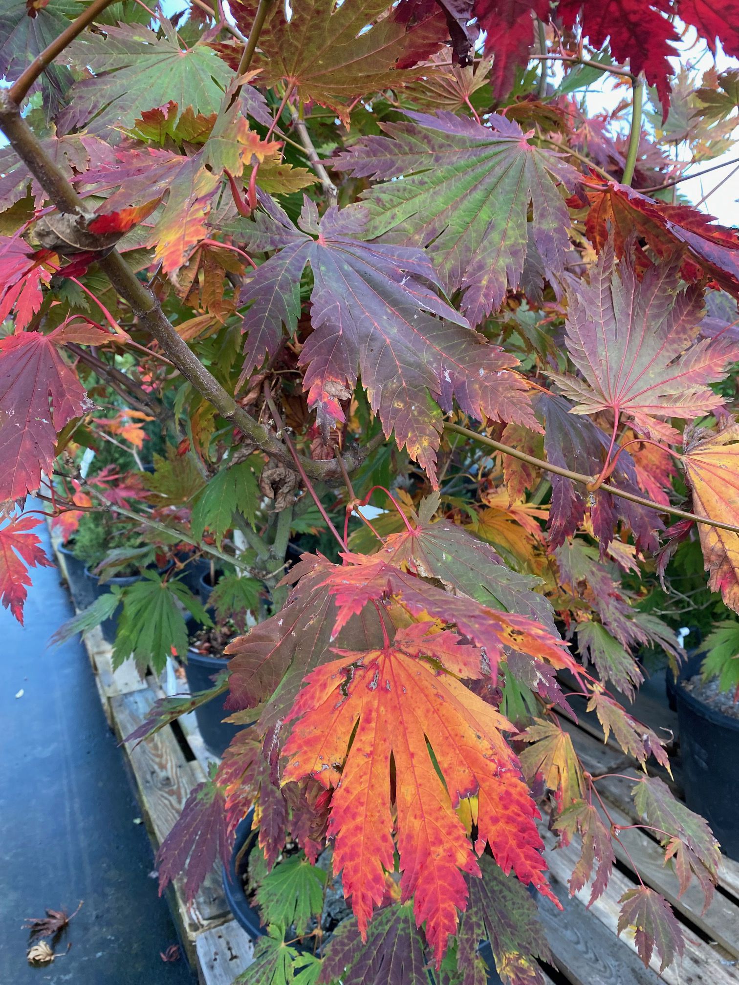 Herbstlaub Acer japonicum 'Attaryi'