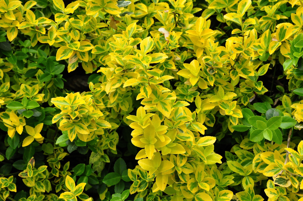 Euonymus fortunei 'Smaragd 'n Gold'