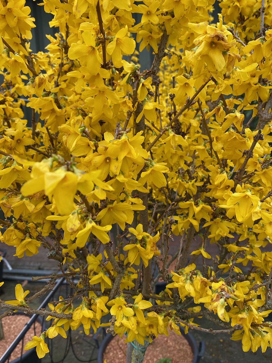 Chinees klokje op stam - Forsythia x intermedia 'Courtalyn'