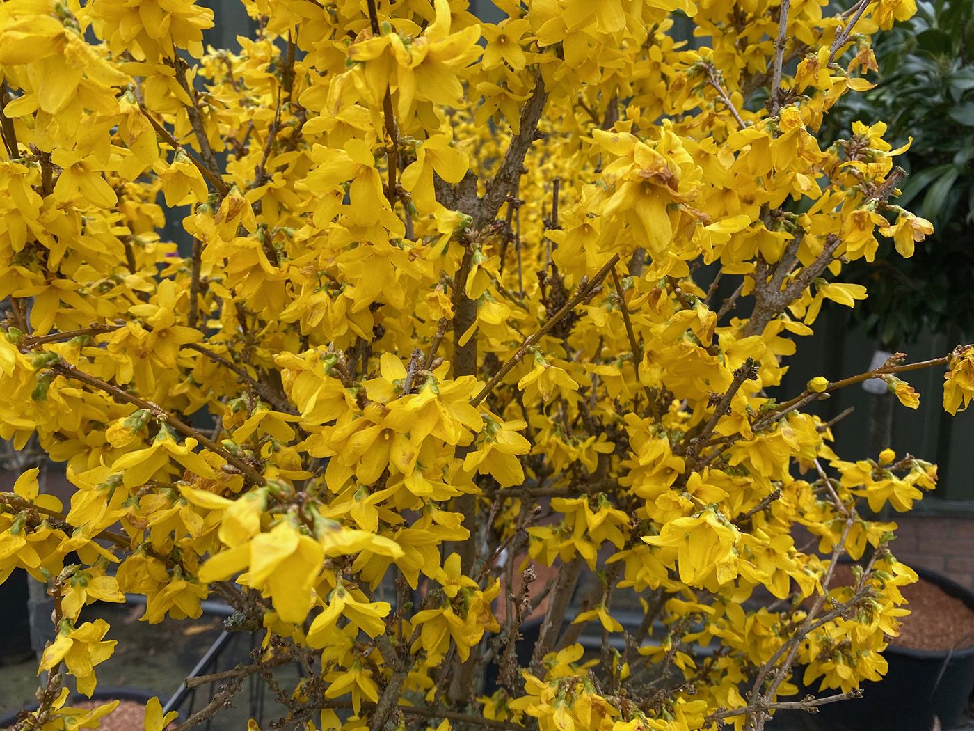 Gele bloei Chinees klokje - Forsythia x intermedia 'Courtalyn'