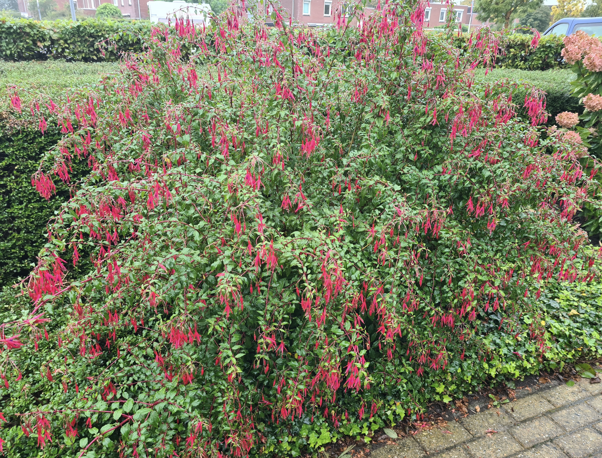 Fuchsia borderbeplanting bloeikleur rood halfschaduw