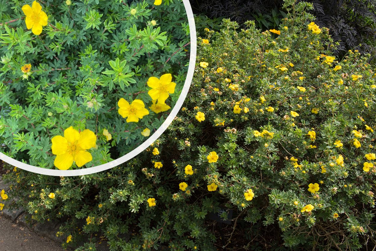 Ganzerik - Potentilla fruticosa bloei