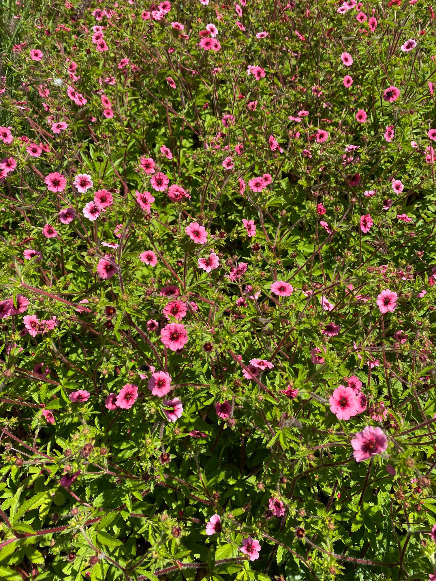 Ganzerik - Potentilla nepalensis