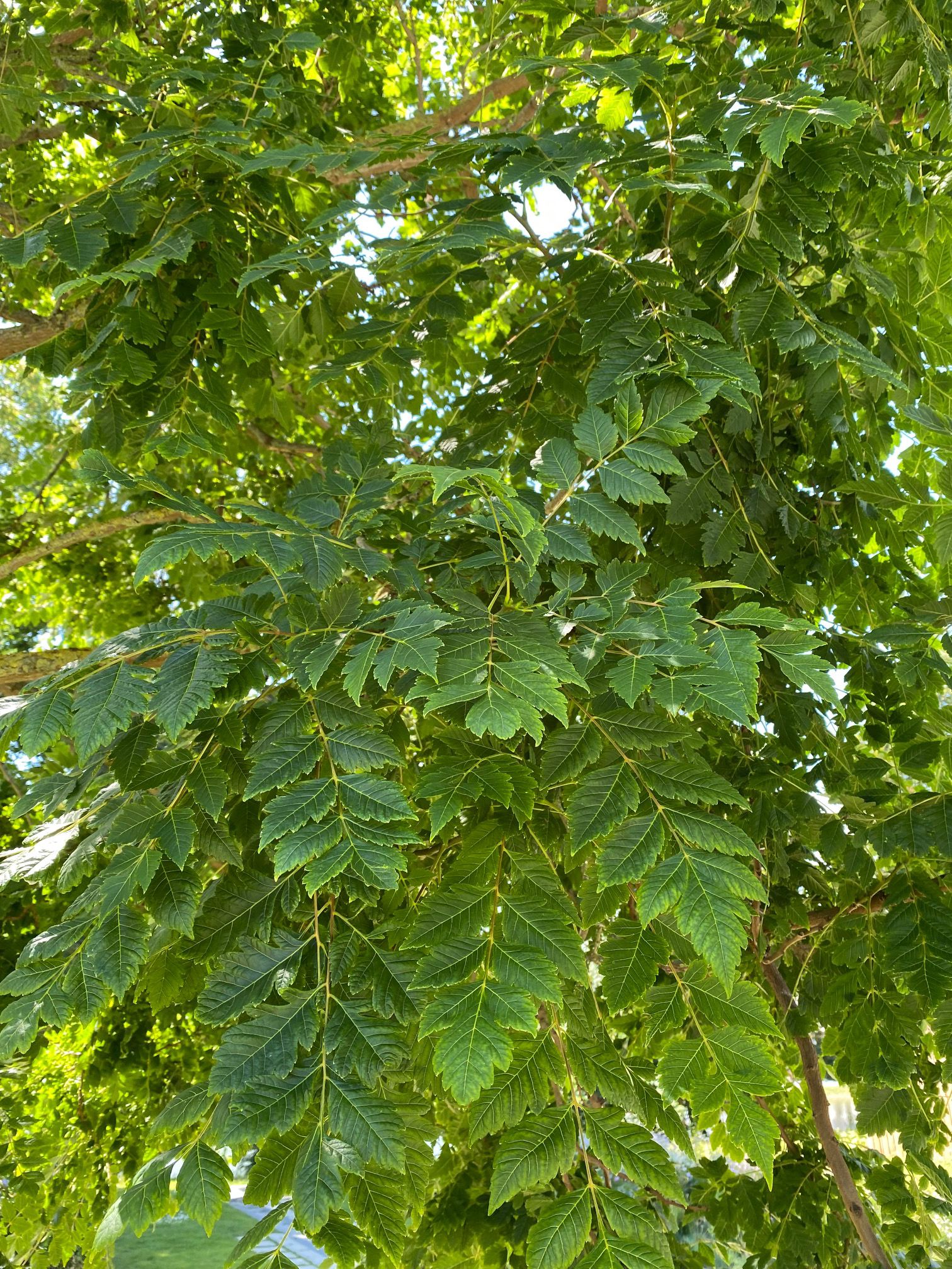 Blätter des Gelben Seifenbaums