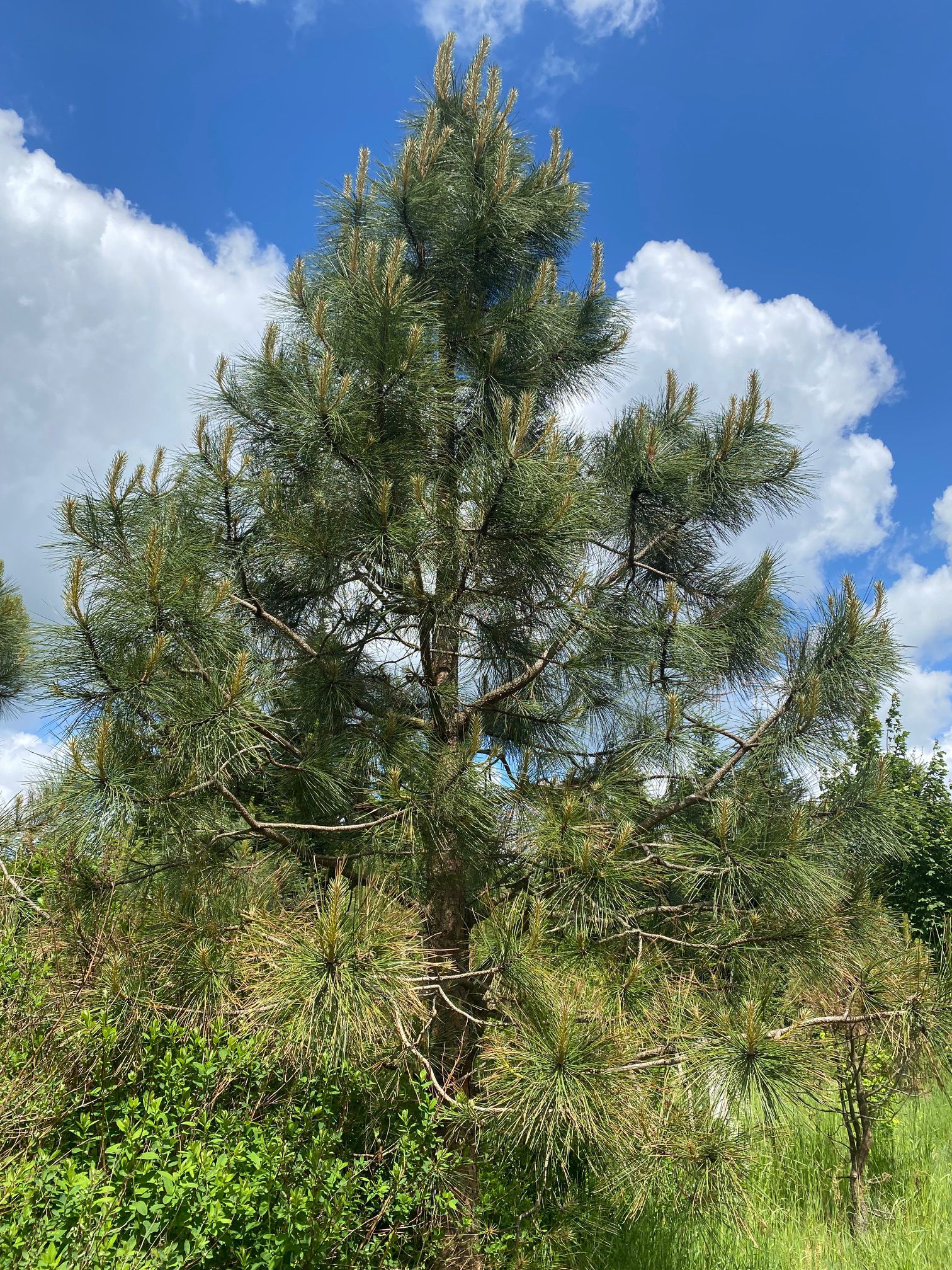 Gele den - Pinus ponderosa