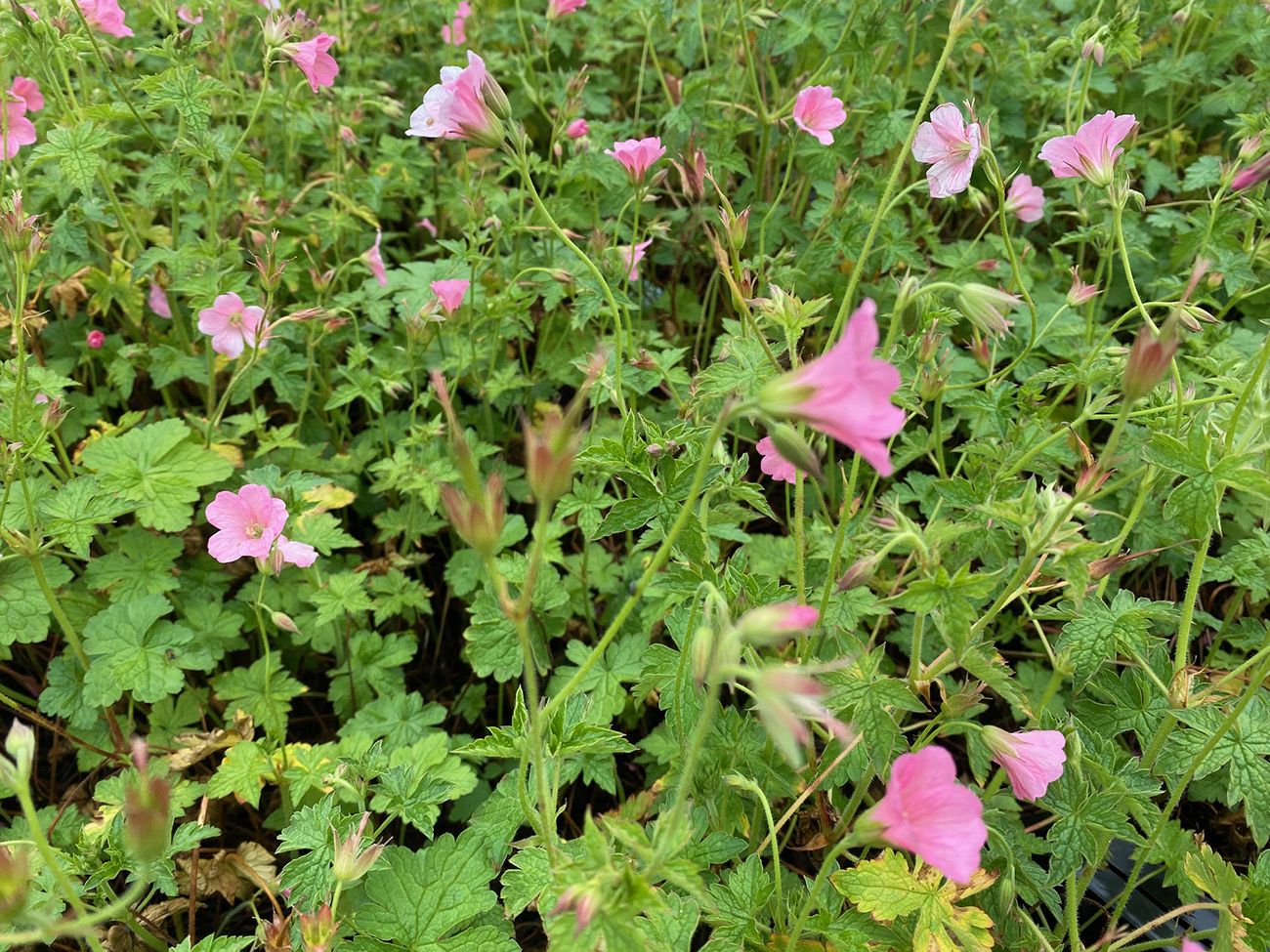 Roze bloemen Ooievaarsbek - Geranium endressii